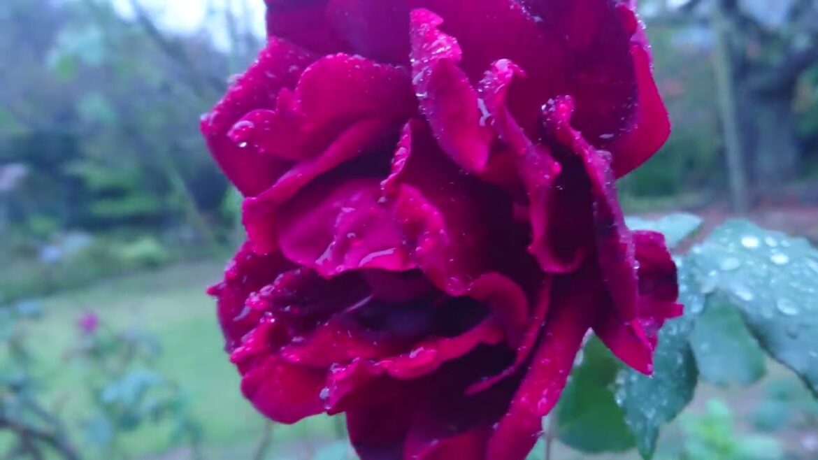 #nature #green #japan #japanesegarden #japantrip #park #botanical #trip #garden #plants #sleep #ASMR