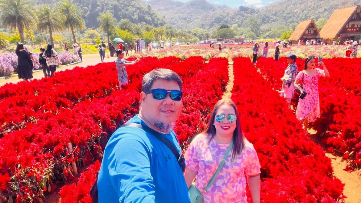 KHAO YAI HOKKAIDO FLOWER FARM PAK CHONG THAILAND