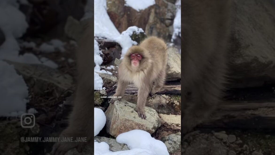 Jigokudani Snow Monkey Park: Japan’s Famous Hot Spring-Bathing Monkeys Jigokudani Snow Monkey Park: Japan’s Famous Hot Spring-Bathing Monkeys