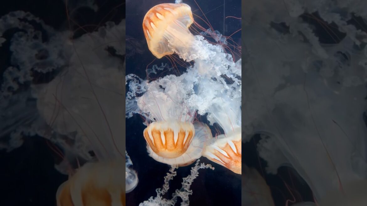 Visiting the Kagoshima aquarium 🐠🐡🇯🇵