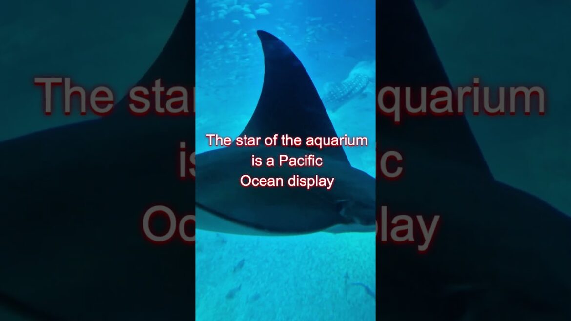 Explore the Osaka Aquarium Kaiyukan #Japan #Osaka #osakaaqaurium #explorejapan #explore