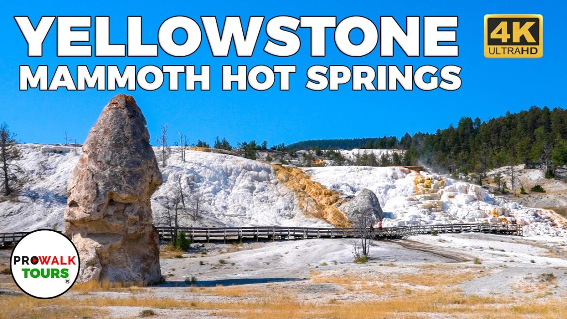 Mammoth Hot Springs: Yellowstone National Park | Walking Tour 4K60fps Mammoth Hot Springs: Yellowstone National Park | Walking Tour 4K60fps