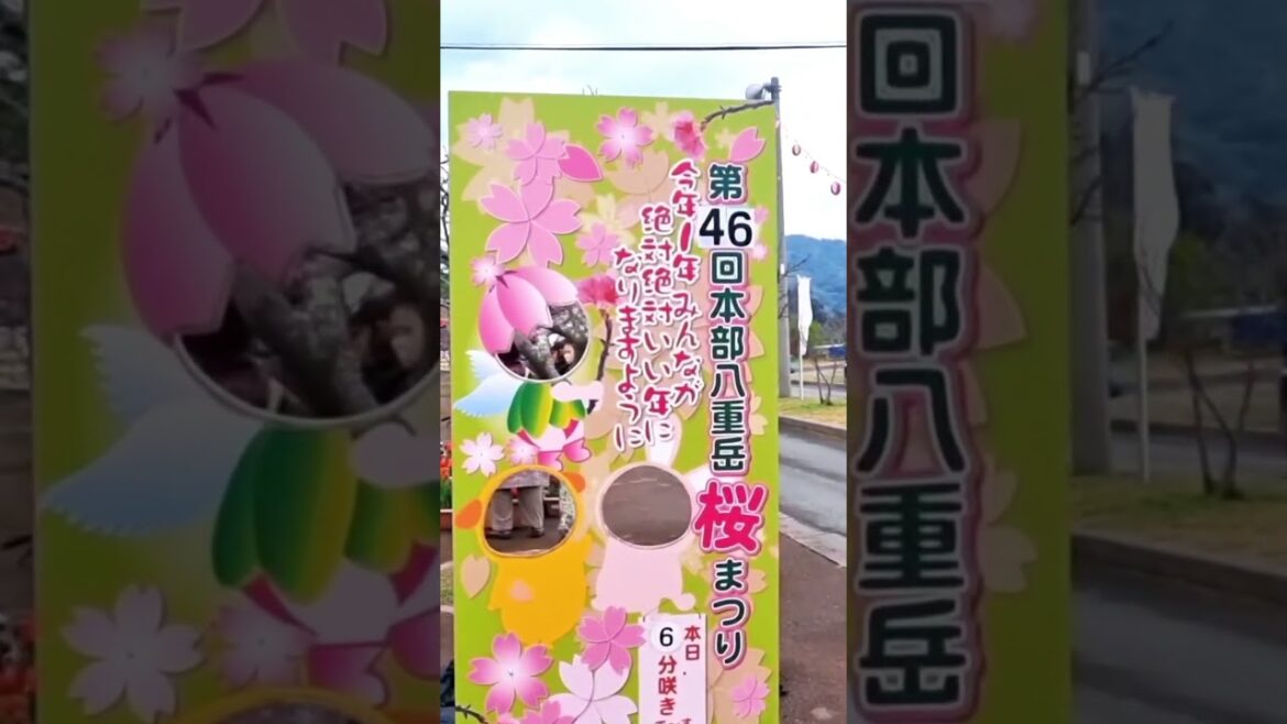 The Motobu Yaedake Cherry Blossom Festival takes place from 18 Jan to 2 Feb 25 #sakurajapan #motobu