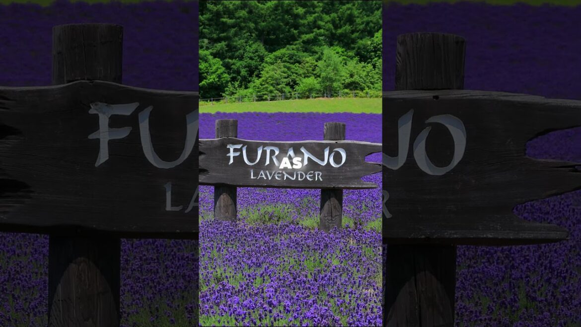 Hokkaido’s Top 4 Must-See Destinations! #japantravel #history #hokkaido #sapporo #furano #hakodate