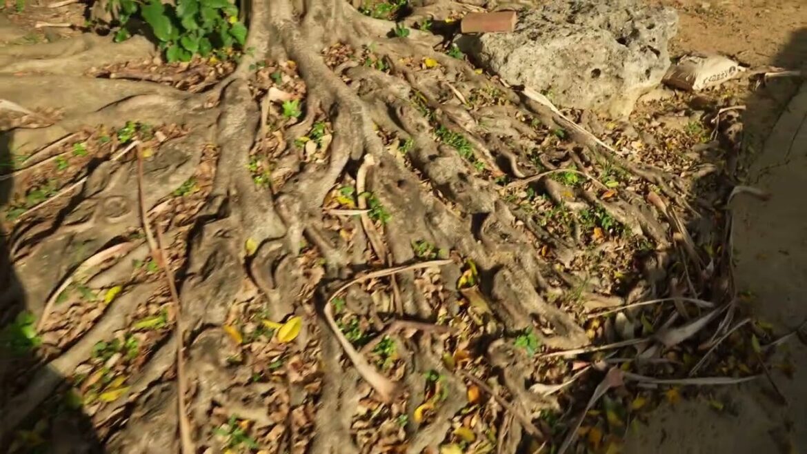 A stroll to watch waves at Naha Port around the Mie Castle Ruins site.  Jan. 12, 2025.  Okinawa.