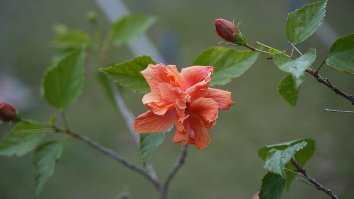 Okinawa parks are great!.  And, visit to Manko Waterbird and Wetland Center. Jan. 11, 2025. Okinawa parks are great!.  And, visit to Manko Waterbird and Wetland Center. Jan. 11, 2025.