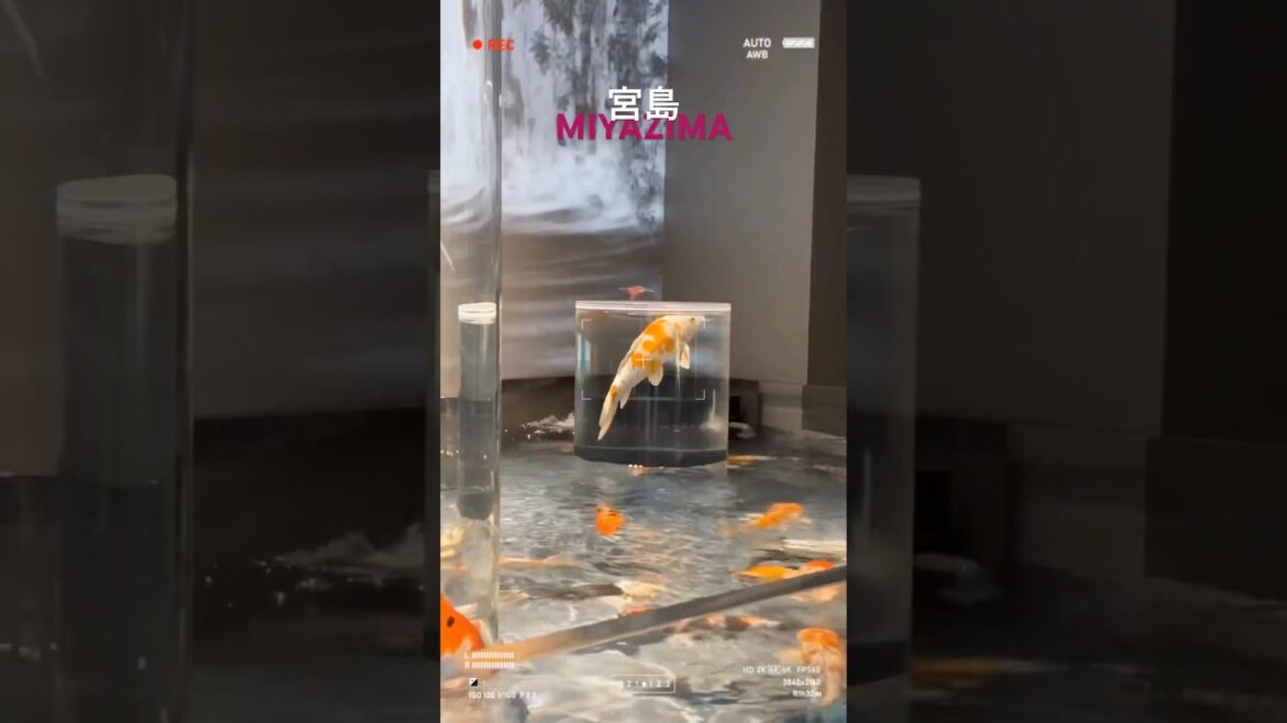 本編はチャンネルにて #宮島 #宮島観光 #厳島神社 #お出かけ #旅行vlog