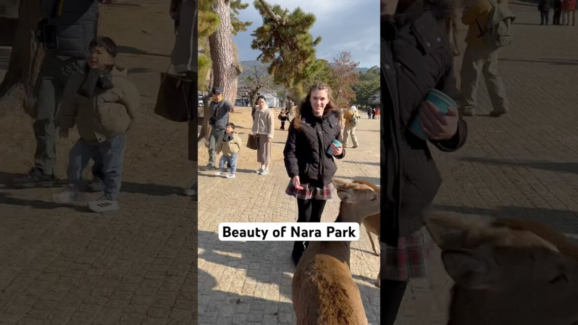 “Discover the Beauty of Nara Park: A Magical Escape!”#japantravel #travel #osakatrip #shorts #kyoto
