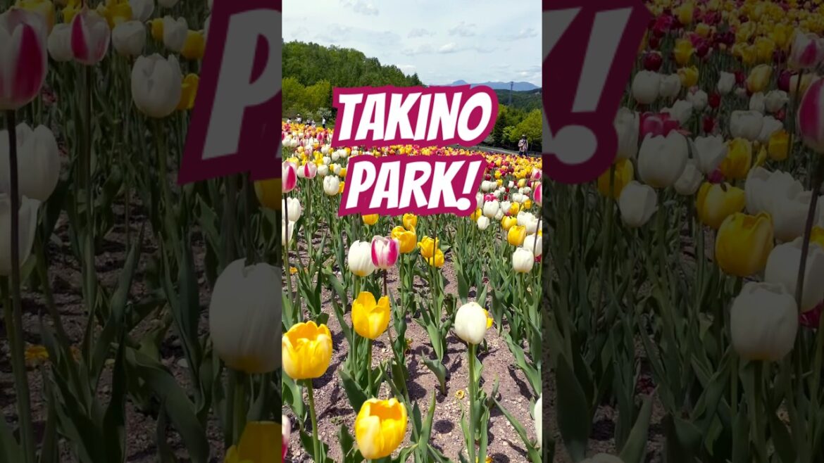 Tulip Fields of Takino Park