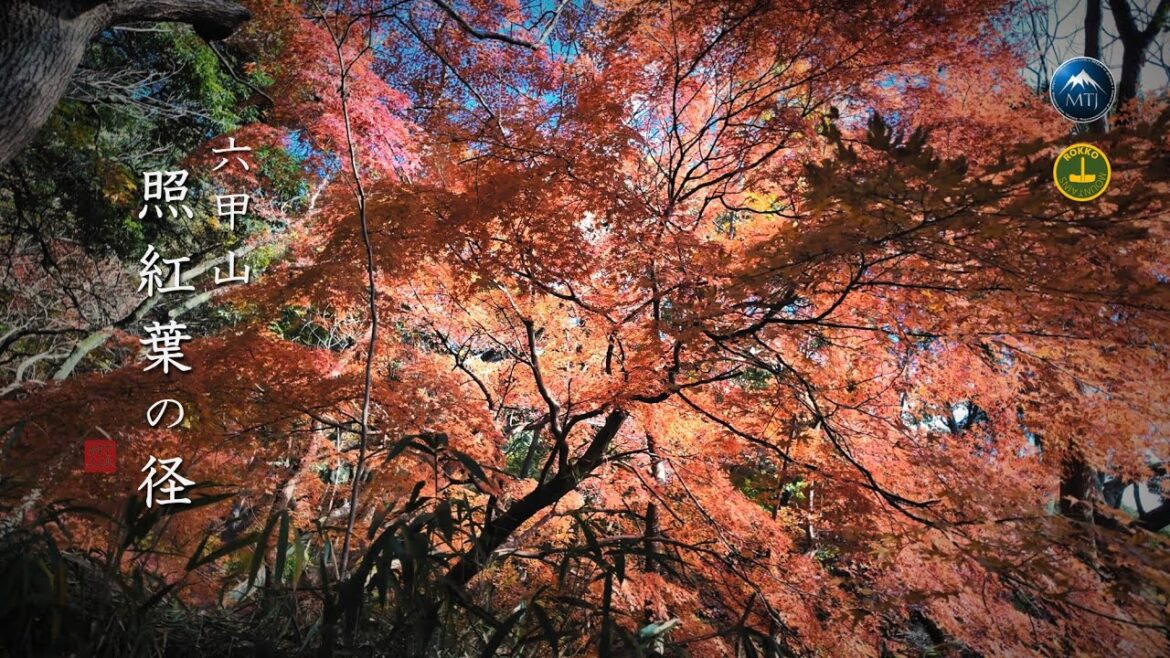 六甲 諏訪山・錨山・市章山 三ノ宮駅から｜兵庫県【登山・日帰り・電車・2024年12月9日】