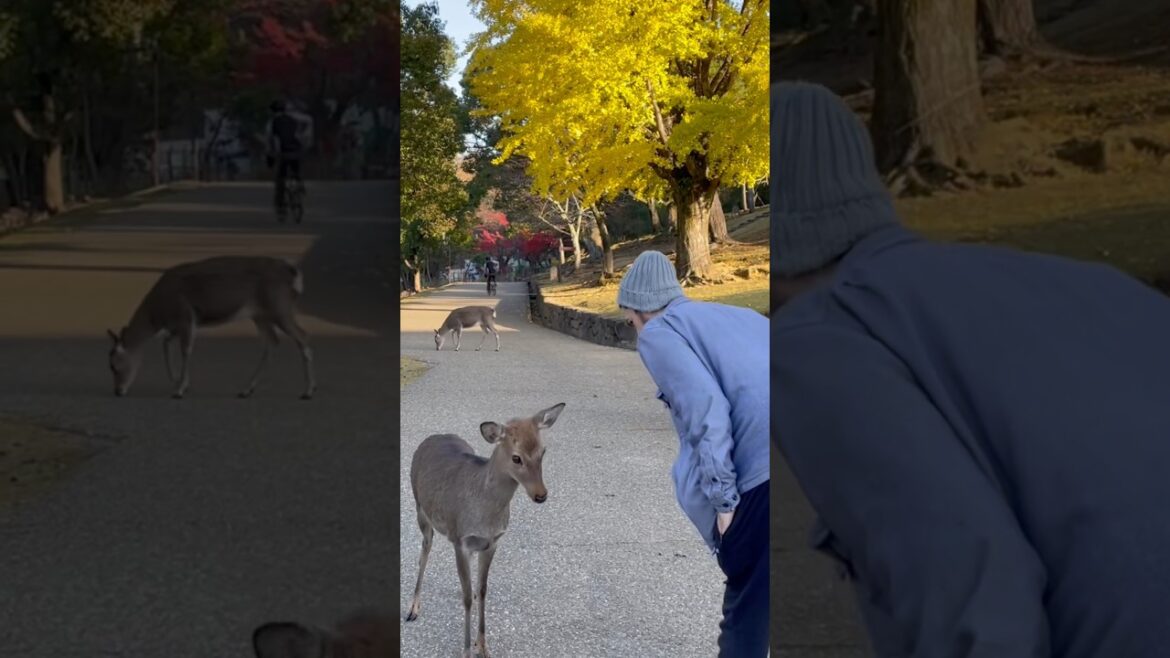 Top Tier Destination While In Japan! #travel  #japan #deer #autumn
