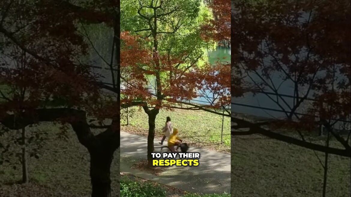 Explore Hiroshima  From Tragedy to Vibrant City