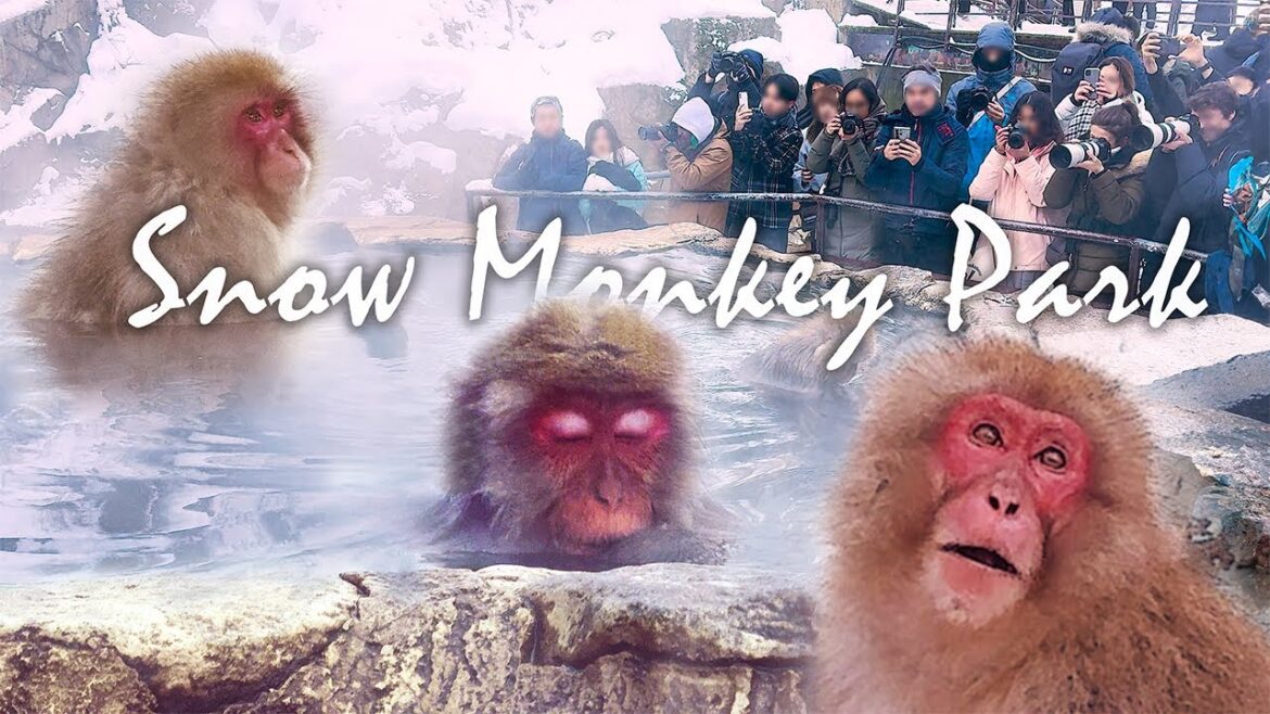 Snow Monkey Park in Winter in 4K | Must Know Survival Tips