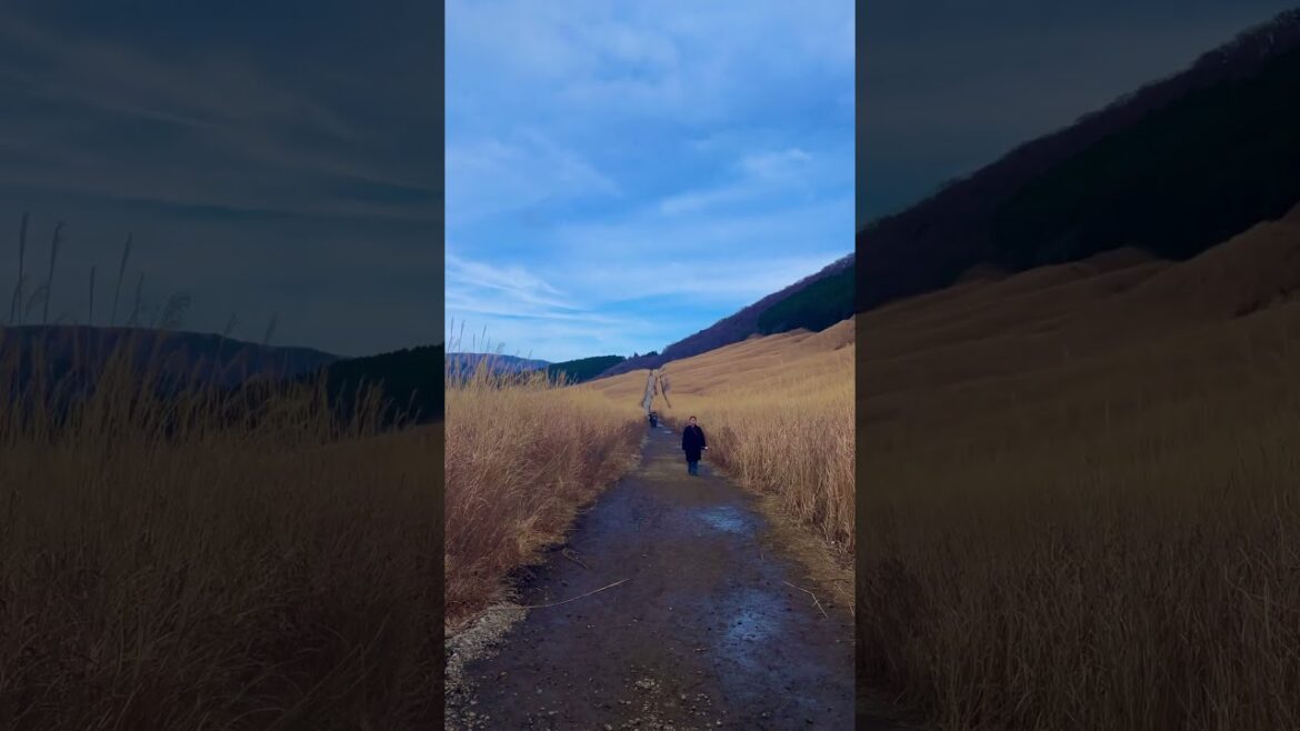 【日本の絶景 仙石原すすき草原】Japan