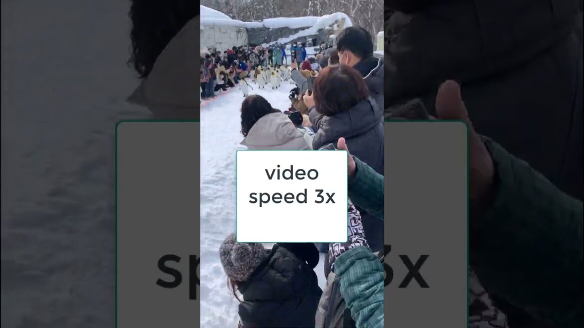 Why i woke up really early for this day on a winter chilly Hokkaido | It was worth all the trouble