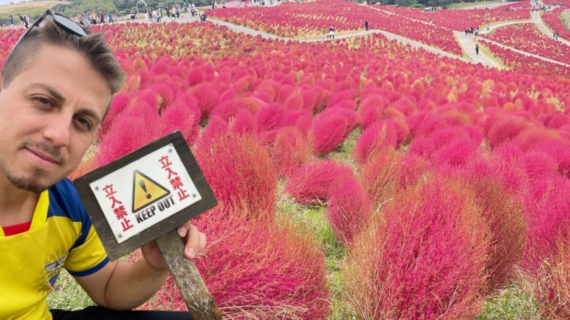 TOP 1 DAY TRIP FROM TOKYO | HITACHI SEASIDE PARK - EL MEJOR PASEO DE 1 DIA DESDE TOKYOM JAPON