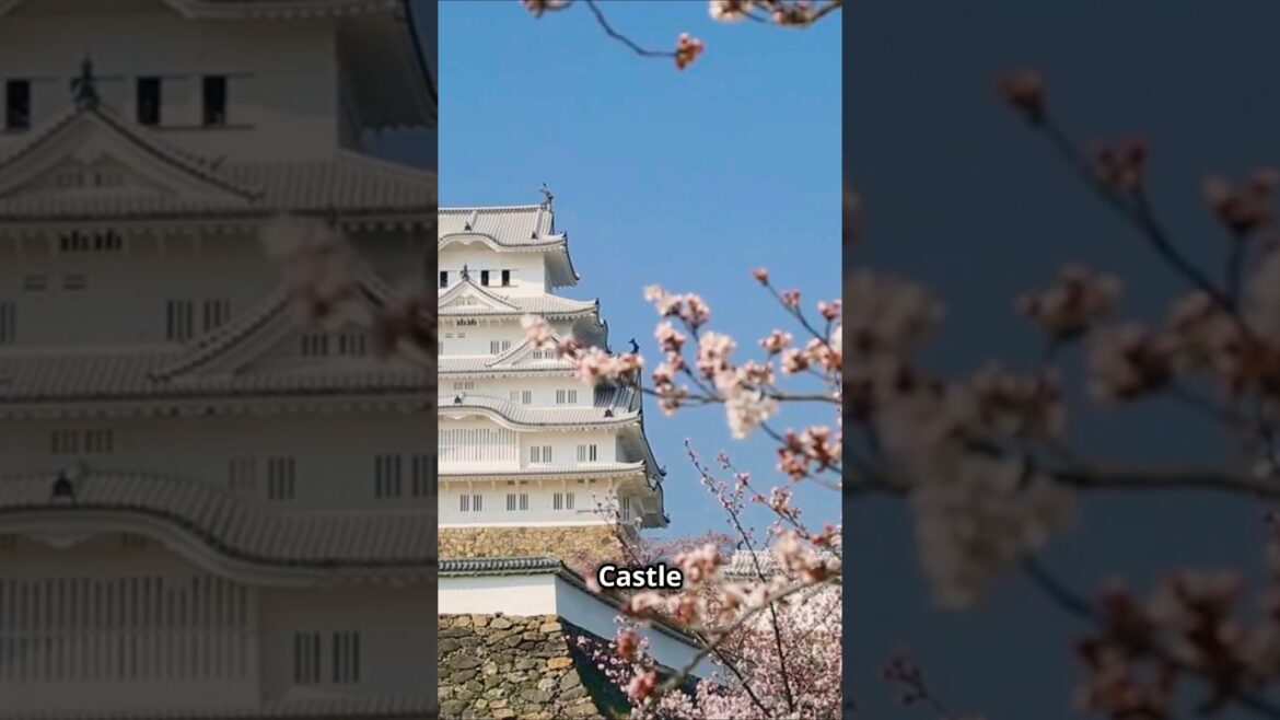 Discover the Majestic Himeji Castle !π―π΅  #shorts #travel #traveljapan Discover the Majestic Himeji Castle !π―π΅  #shorts #travel #traveljapan
