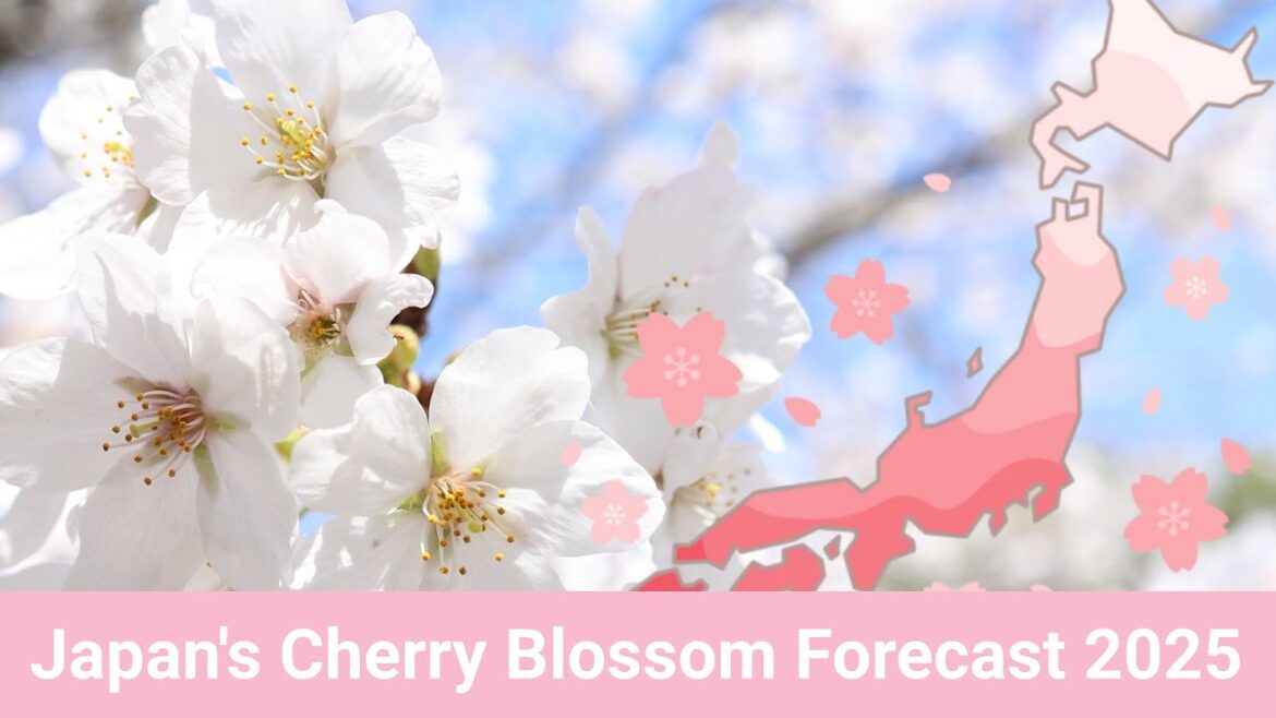 2025 Cherry Blossom Forecast in Japan ๐ธ | Plan Your Sakura Adventure! 2025 Cherry Blossom Forecast in Japan ๐ธ | Plan Your Sakura Adventure!
