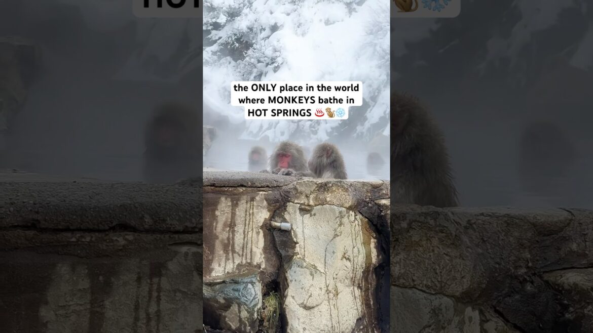 meet the onsen bathing snow monkeys of nagano japan!!! ♨️🐒❄️ #japanesesnowmonkey #naganojapan