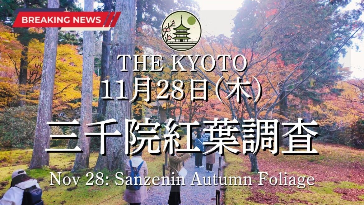 【速報】11月28日(木)の三千院の紅葉状況！京都の紅葉状況を世界最速でお届け！