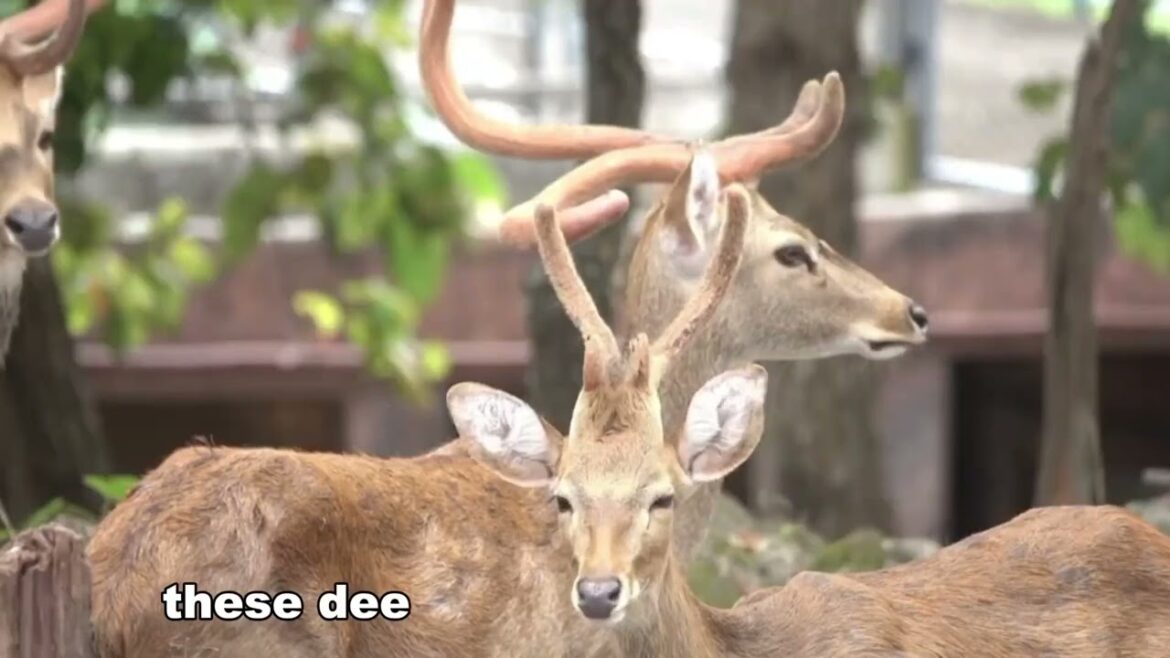 Wonders of Japan   The Most Amazing Places in Japan   Travel Video 4K0 Wonders of Japan   The Most Amazing Places in Japan   Travel Video 4K0