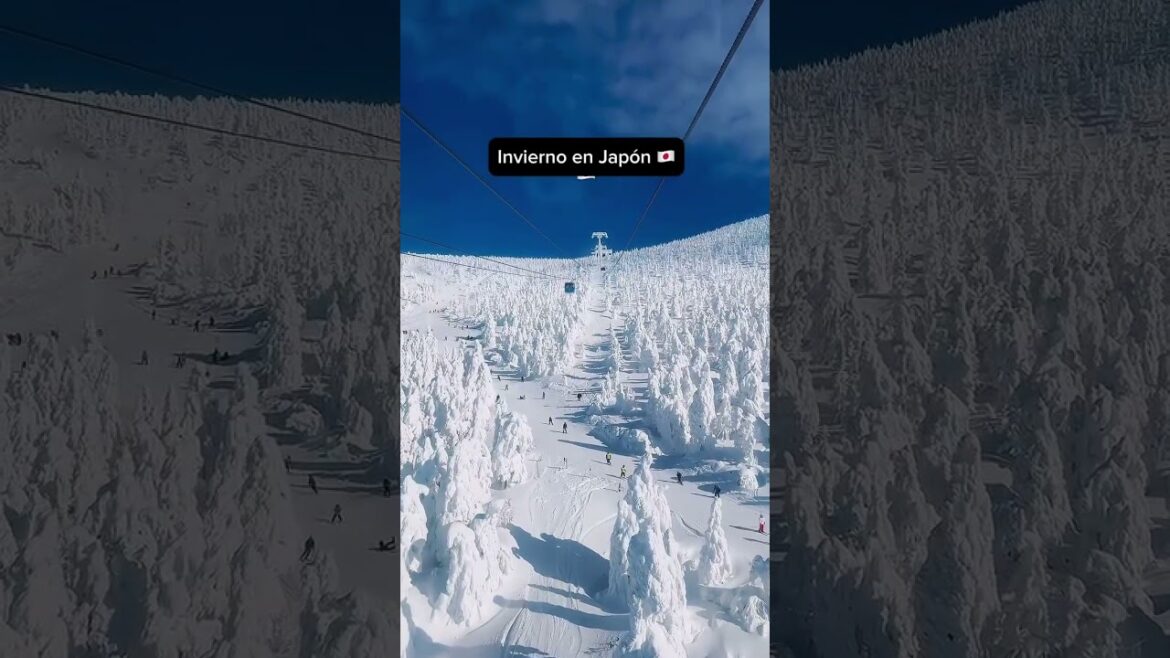 Monstruos de nieve en Yamagata, Japón Las criaturas invernales más famosas de Yamagata #viralvideo