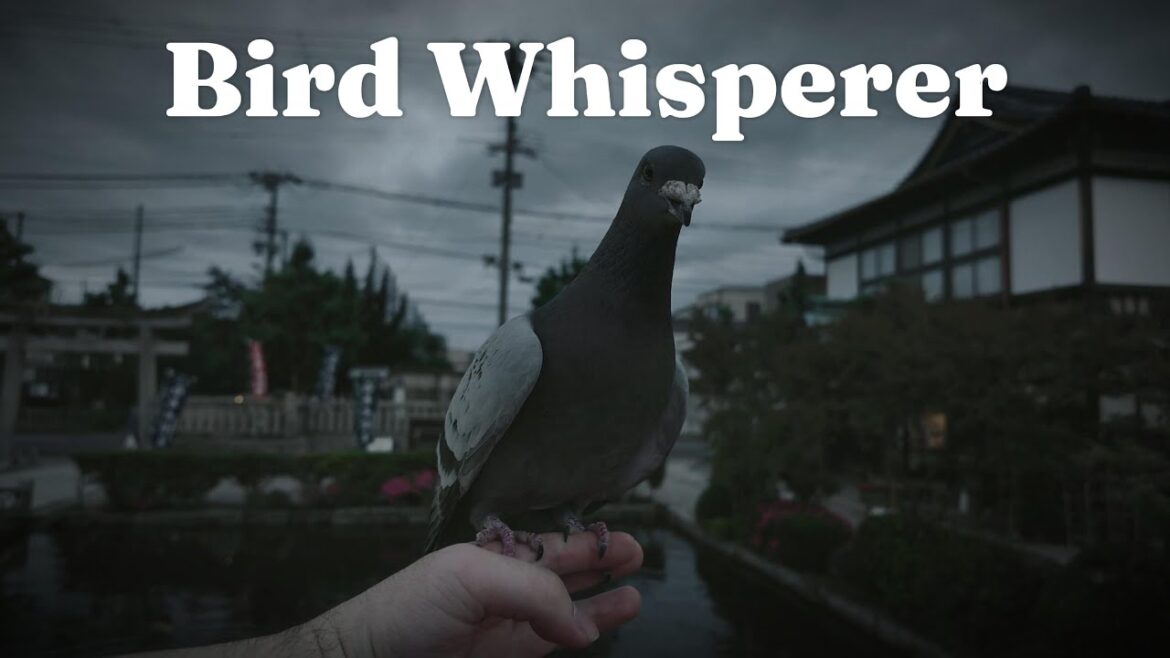 Kyoto Travel Vlog: Feeding Koi Fish & Surprising Encounters at an Ancient Garden Shinsen-en Kyoto Travel Vlog: Feeding Koi Fish & Surprising Encounters at an Ancient Garden Shinsen-en