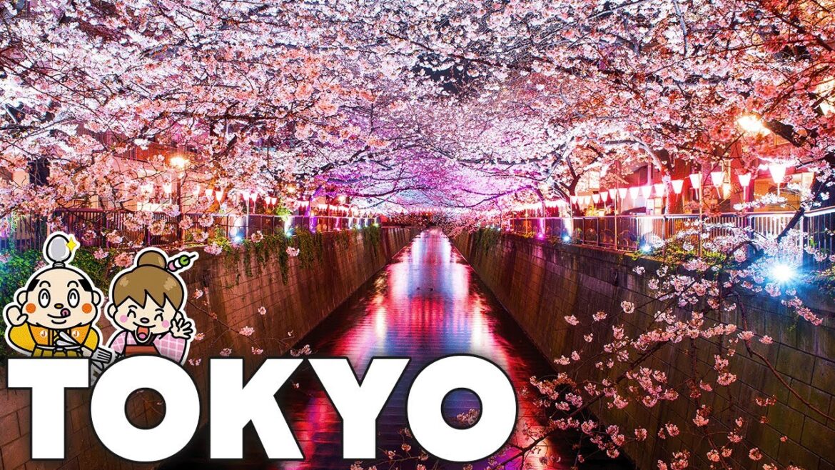 Cherry Blossom Spots in Tokyo 2025 / Things to know before traveling to Japan / Sakura Travel Tips Cherry Blossom Spots in Tokyo 2025 / Things to know before traveling to Japan / Sakura Travel Tips