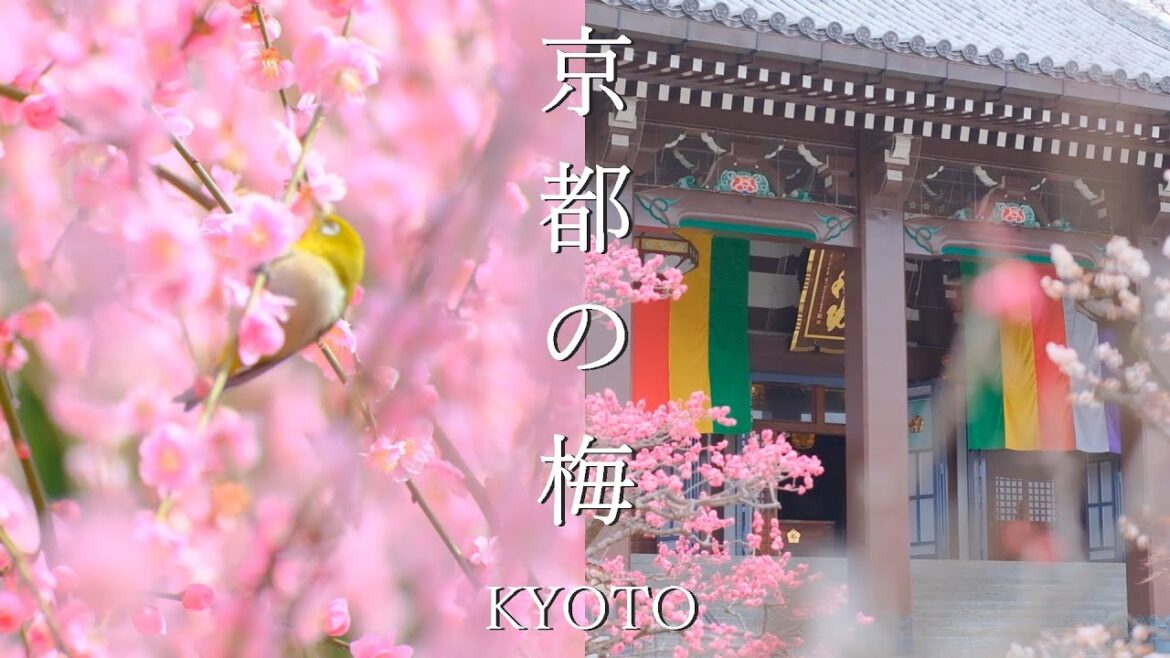 京都梅景色28選:華やかな梅の名所へご案内|城南宮|北野天満宮|東寺|清水寺|嵐山|京都御所|ライトアップ|紅白の絶景 京都梅景色28選:華やかな梅の名所へご案内|城南宮|北野天満宮|東寺|清水寺|嵐山|京都御所|ライトアップ|紅白の絶景