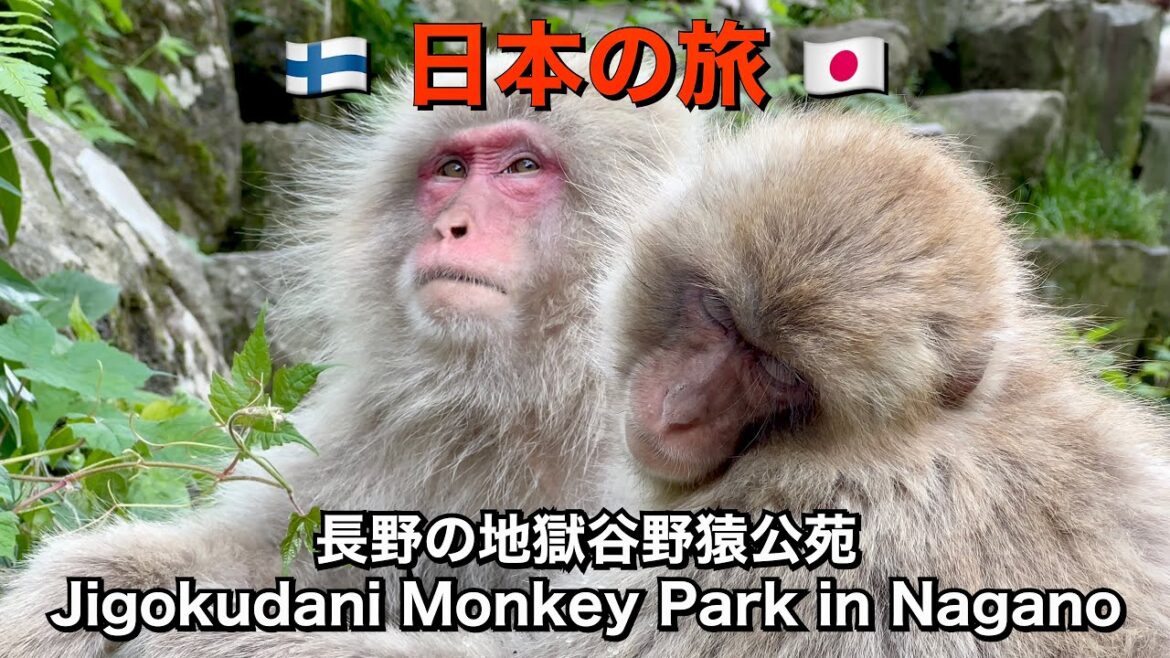 Jigokudani Monkey Park in Nagano | 地獄谷野猿公苑 🐒 Snow Monkeys in Onsen! ♨️🐒