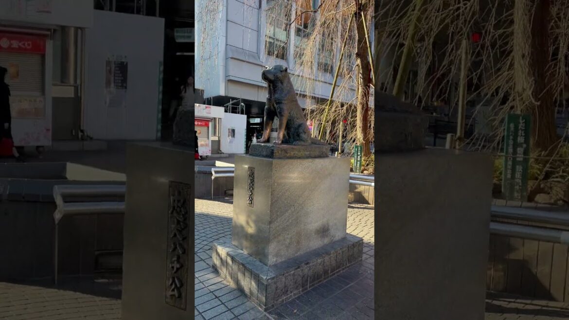 #hachiko #ハチ公 #shibuya #hachiko #ハチ公 #shibuya