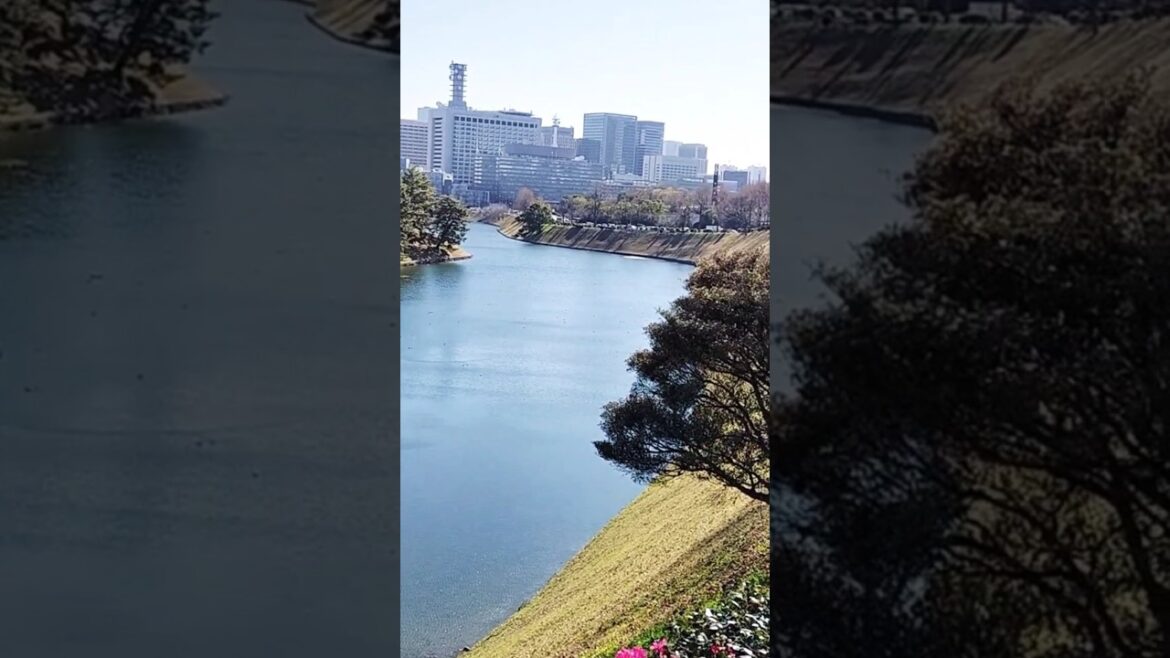 Tokyo’s Tranquil Escape  | 千鳥ヶ淵緑道：東京の静かな隠れ家 #chill