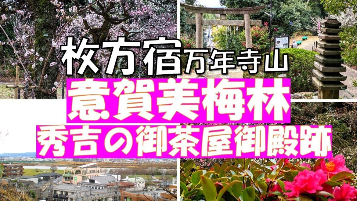 大阪の穴場の梅林【枚方　意賀美梅林】枚方宿の風光明媚な万年寺山の上の意賀美神社境内にある梅林です。秀吉の御茶屋御殿跡展望台も楽しめます。