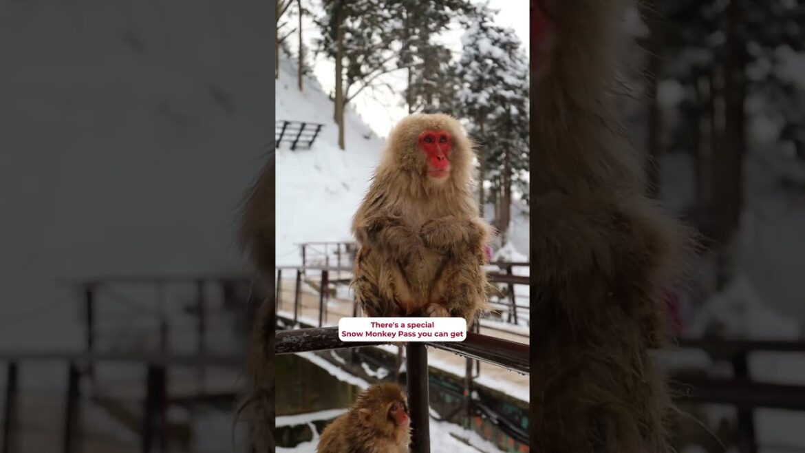 Snow monkeys soaking in hot springs? Name a better winter vibe. I’ll wait. 👀 Snow monkeys soaking in hot springs? Name a better winter vibe. I’ll wait. 👀
