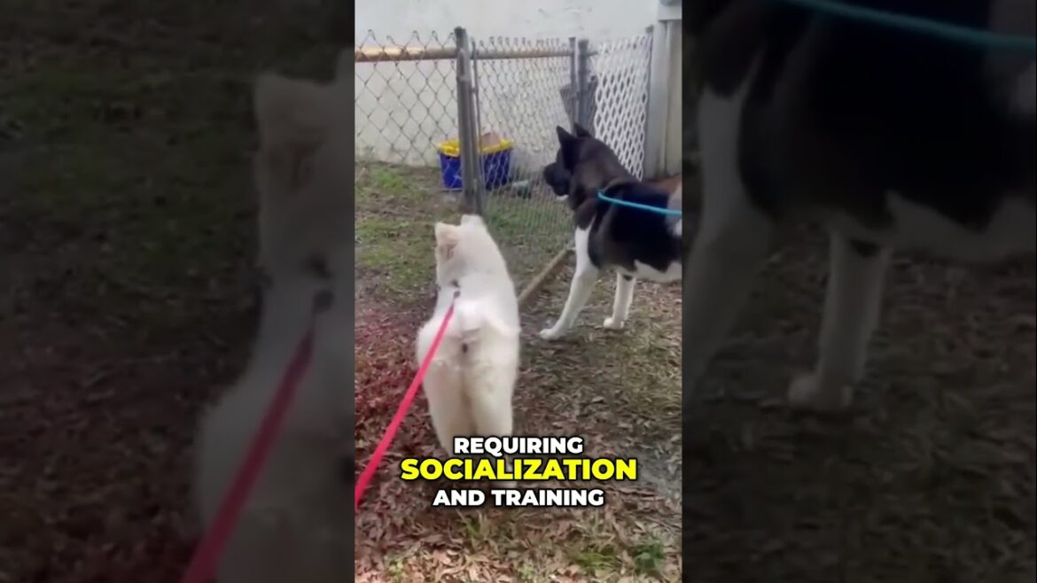 Loya Akita Breed Unlocking the Secrets