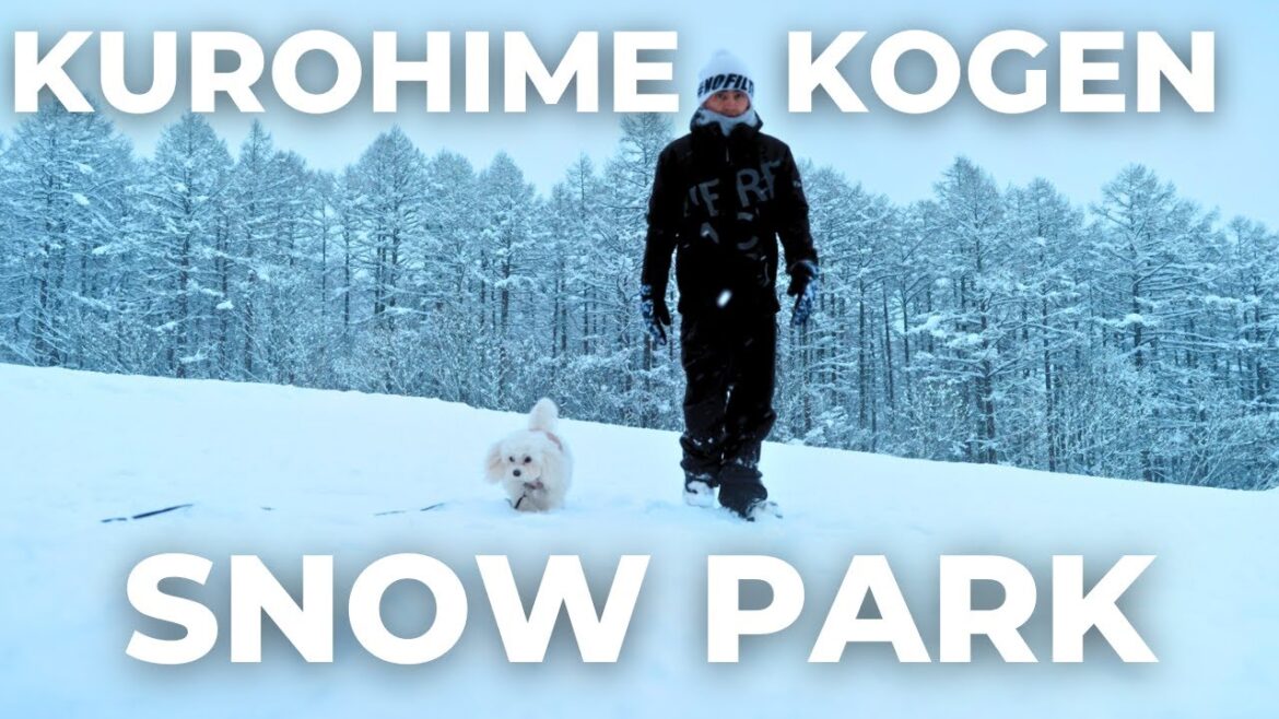 Japan’s BEST Winter Paradise for Dogs!