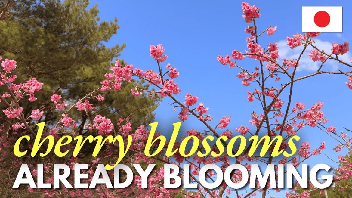CHERRY BLOSSOMS Are Already BLOOMING in Japan 🇯🇵🌸