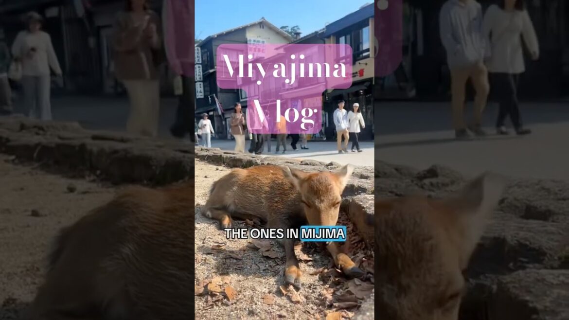 Miyajima Island Mini Vlog- Full on the Channel
