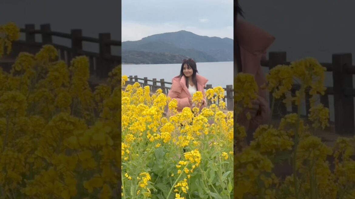 Among canola blooms, where I find joy💛🌼