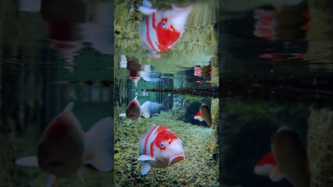 The most crystal-clear water in Japan! #japan #shorts