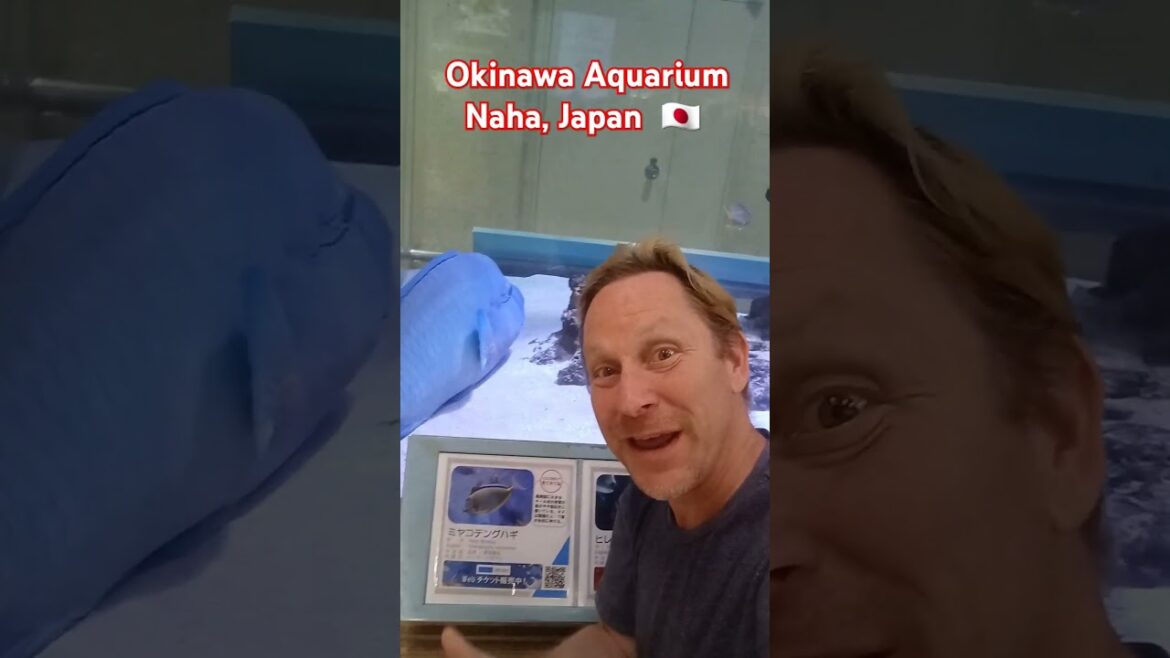 🇯🇵 AQUARIUM Okinawa Airport Naha Japan #okinawa #okinawatravel #nahajapan #japantravel #japantourism