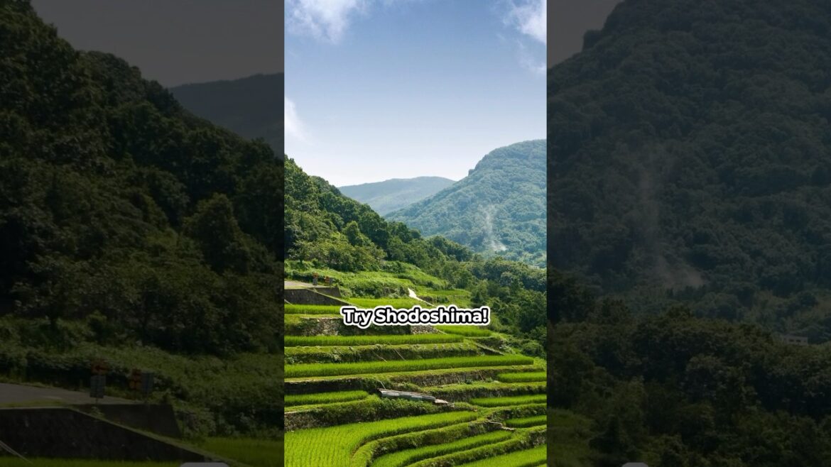 Escape Tokyo’s Crowds: Explore Shodoshima’s Nature & Art!