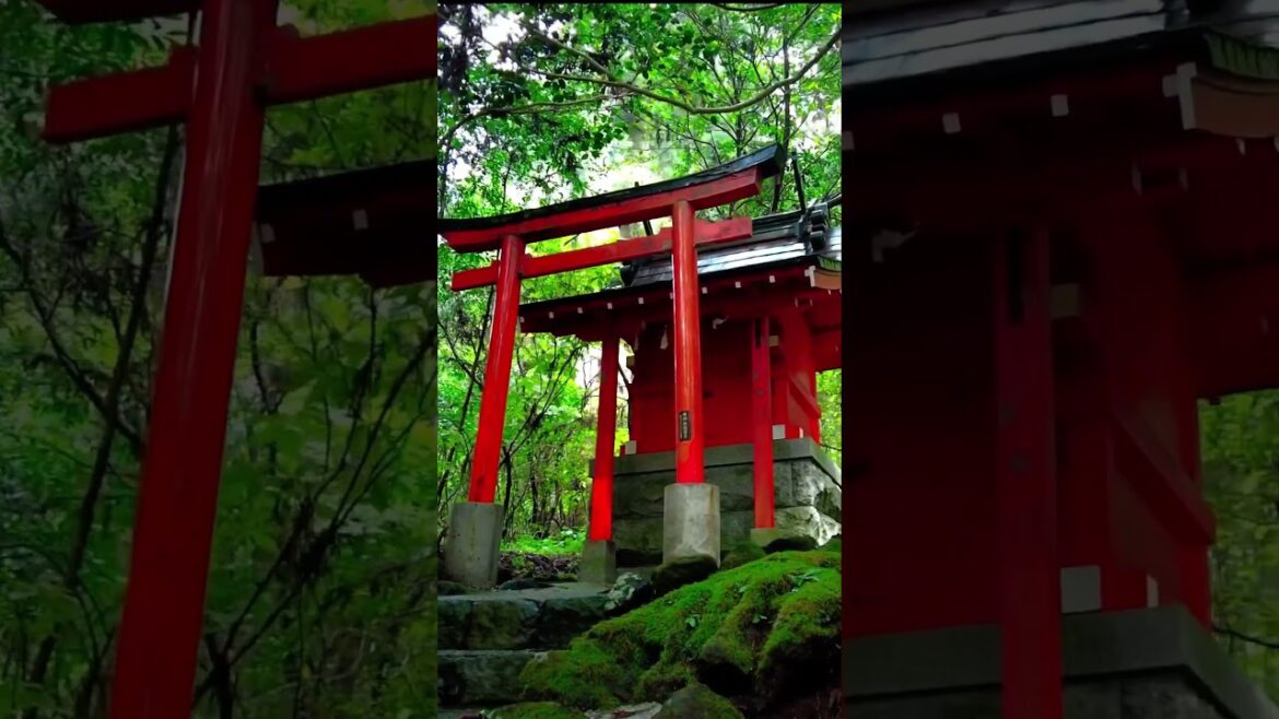 Ein grünes Paradies am Fuji in Japan! 🇯🇵🗻