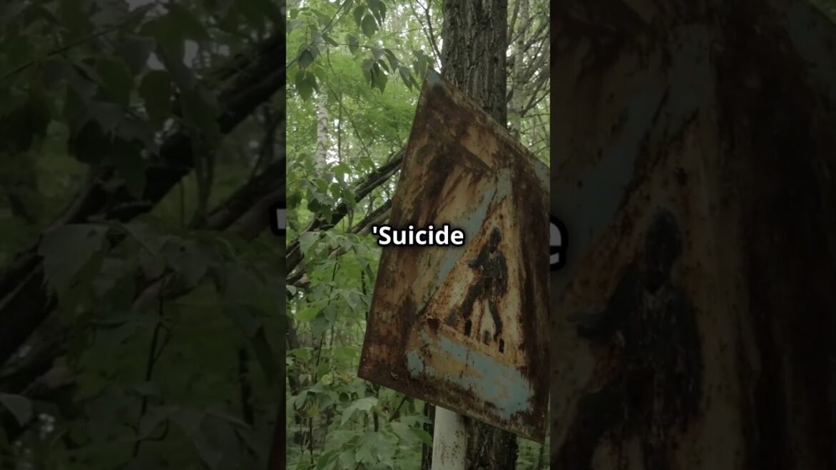 Aokigahara Forest -The Suicide Forest #japan #fyp #derelictplaces #forest Aokigahara Forest -The Suicide Forest #japan #fyp #derelictplaces #forest