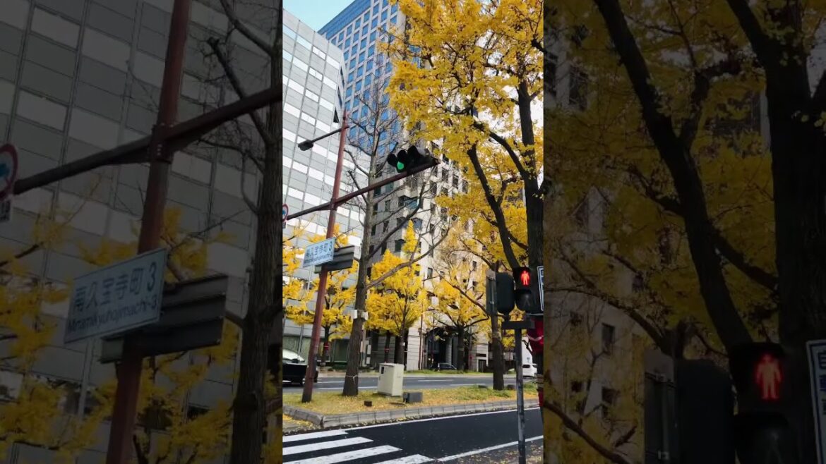 AUTUMN IN OSAKA #viralvideo #viralshorts #travel #japan #vacation #osaka #autumn #enjoy #travelvlog