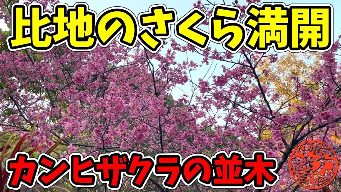【カンヒザクラの並木】集中豪雨の被害にあった比地川を見に比地大滝キャンプ場に行ってきたら・・・茜色に染まる満開の寒緋桜! 【カンヒザクラの並木】集中豪雨の被害にあった比地川を見に比地大滝キャンプ場に行ってきたら・・・茜色に染まる満開の寒緋桜!
