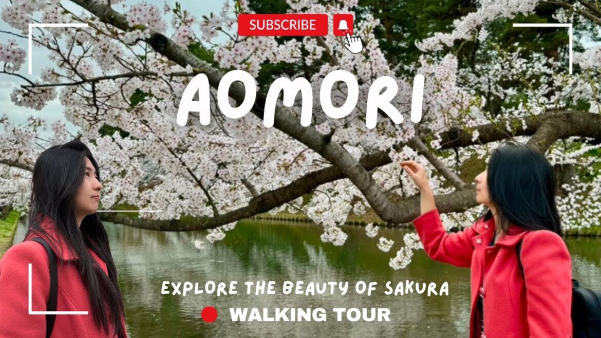 Walking Tour Aomori Japan: Keindahan Sakura yang Tersembunyi di Pesisir Jepang