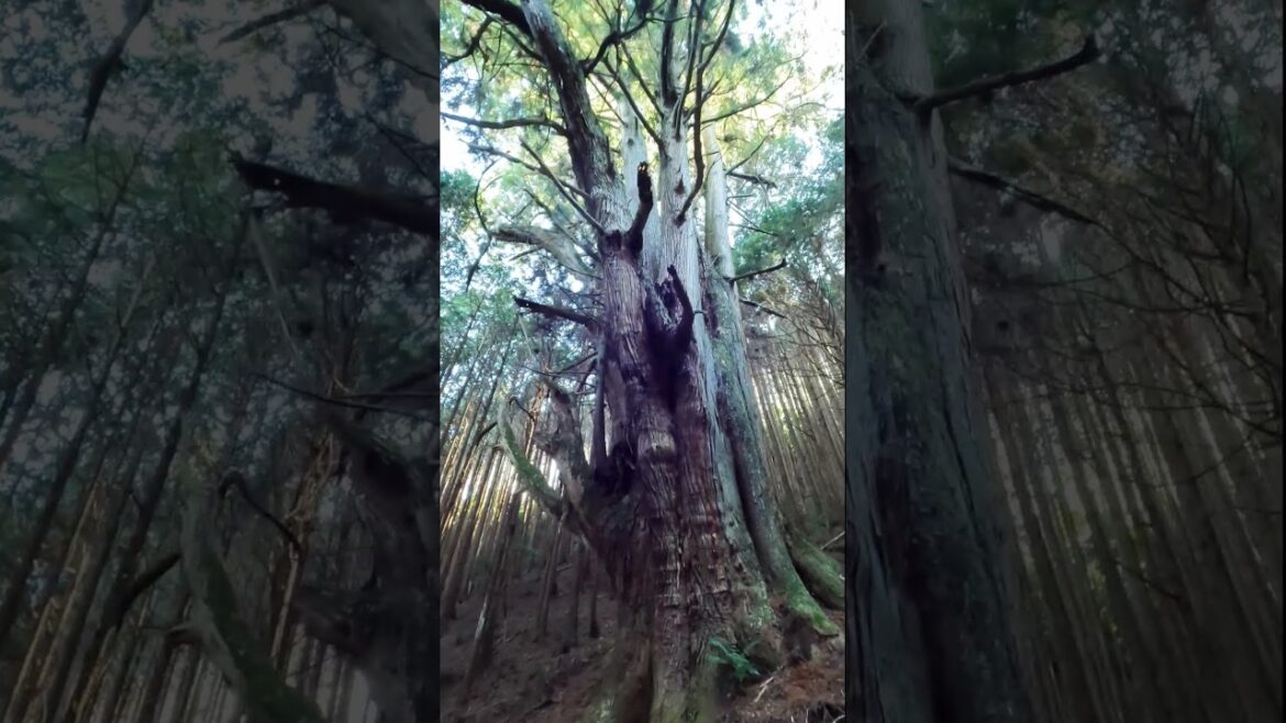 [沼津]推定樹齢400年の河内の大杉 2024.12.24.