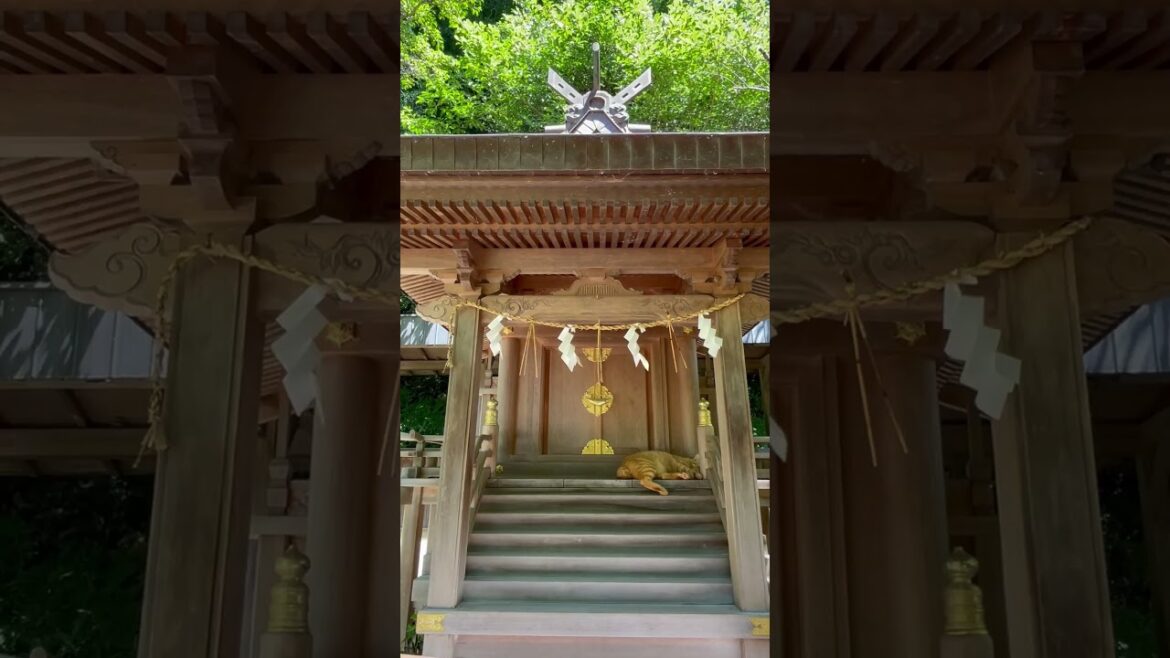 Napping Cat in Summer of Japan