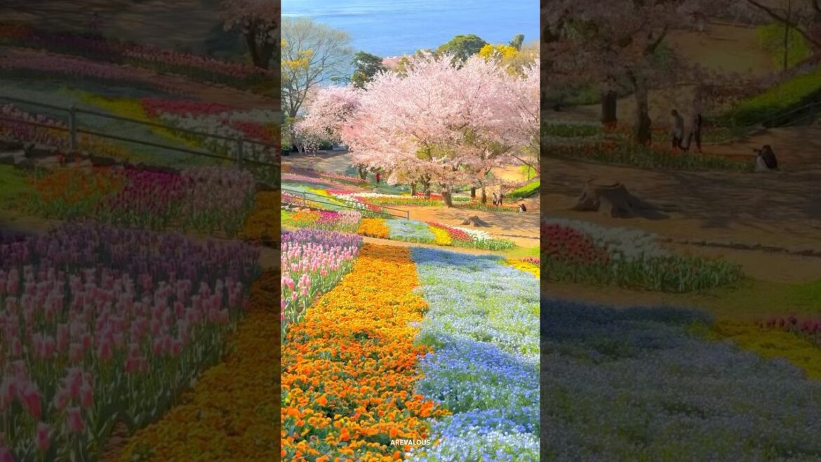 📍 Hinoyama Koen Park Turkish Tulip Garden - Japan 🇯🇵 | @1min.traveller #short #shorts